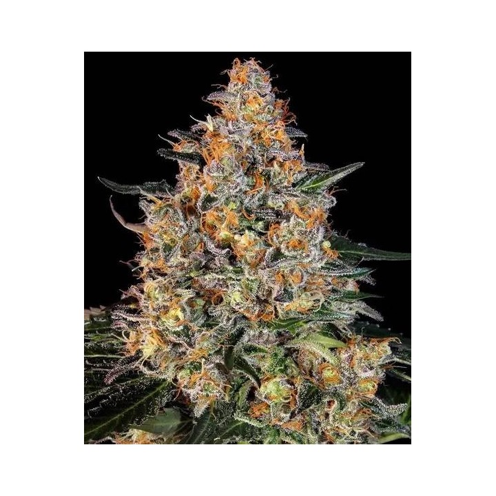 Bubba Kush