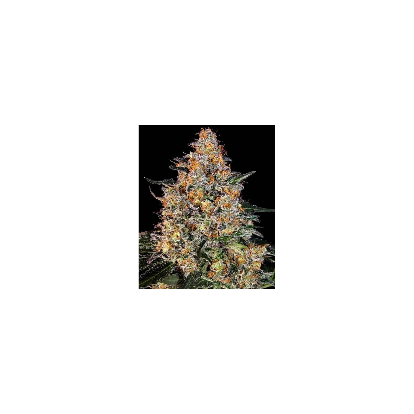 Bubba Kush