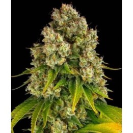 Cheese Auto