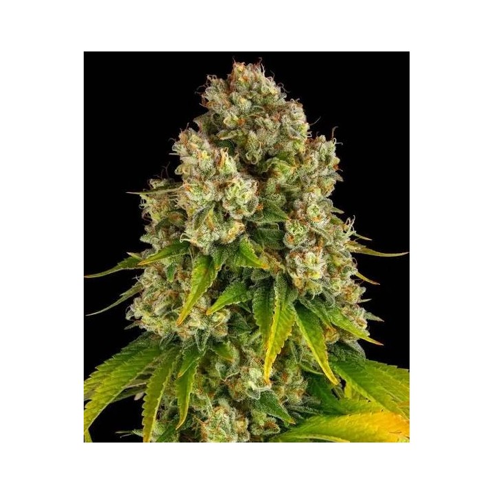 Cheese Auto