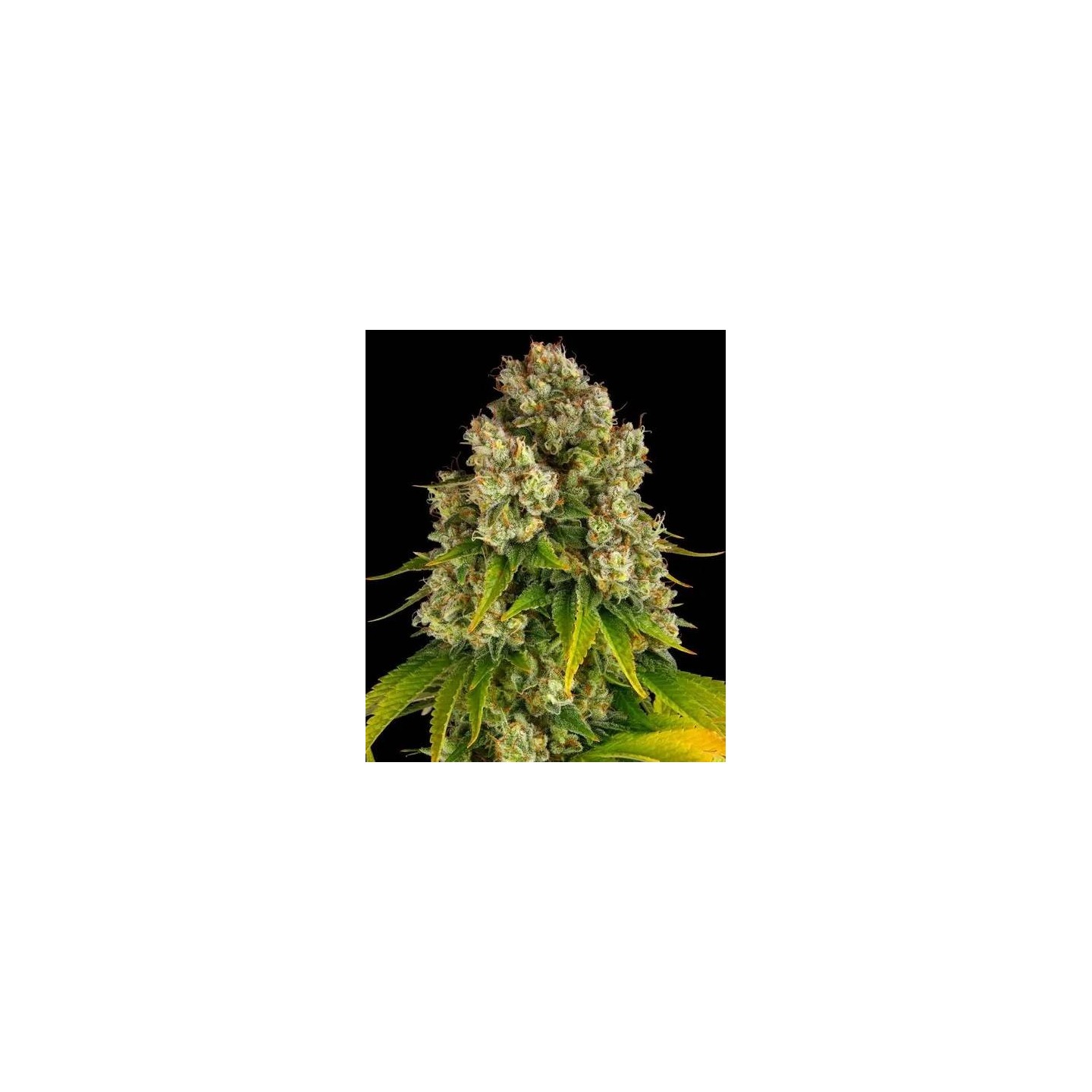 Cheese Auto