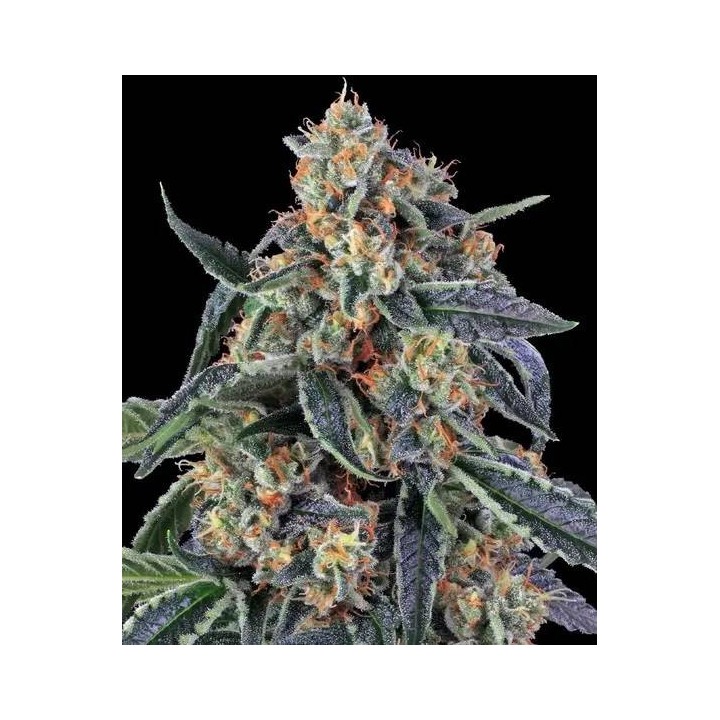 Cookies Kush