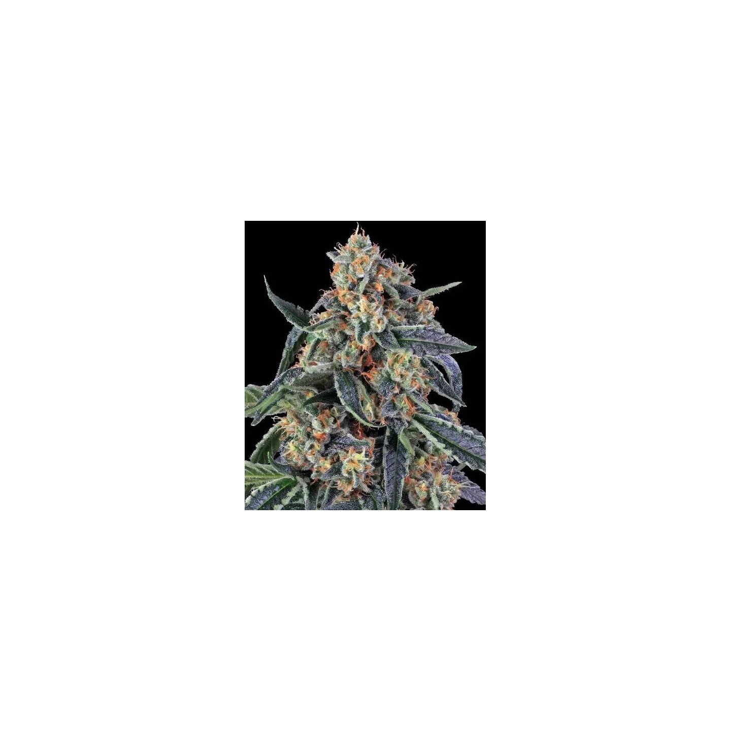 Cookies Kush