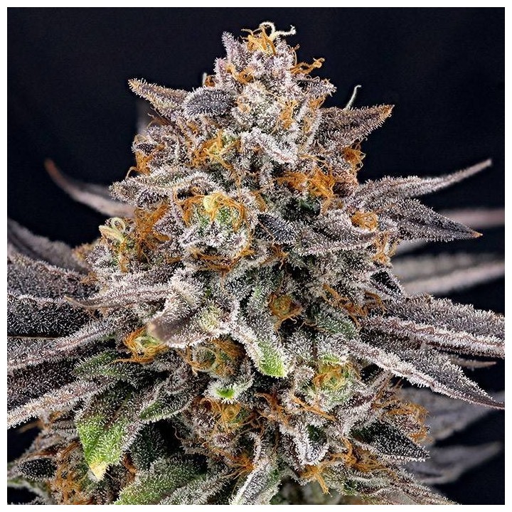 CandyGaz