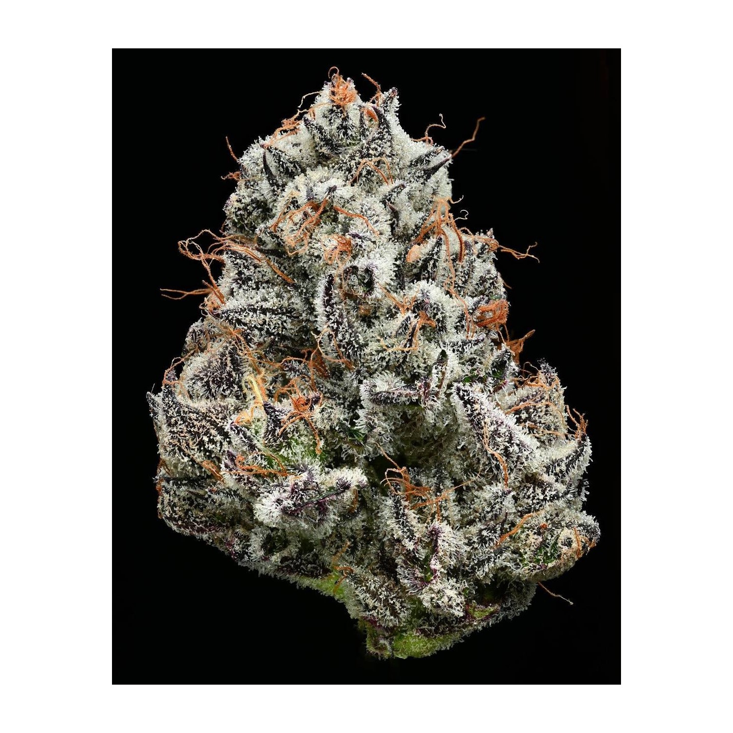 Black Cherry Gushers