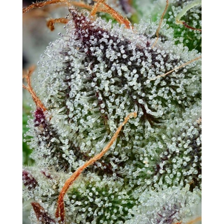 Black Cherry Gushers