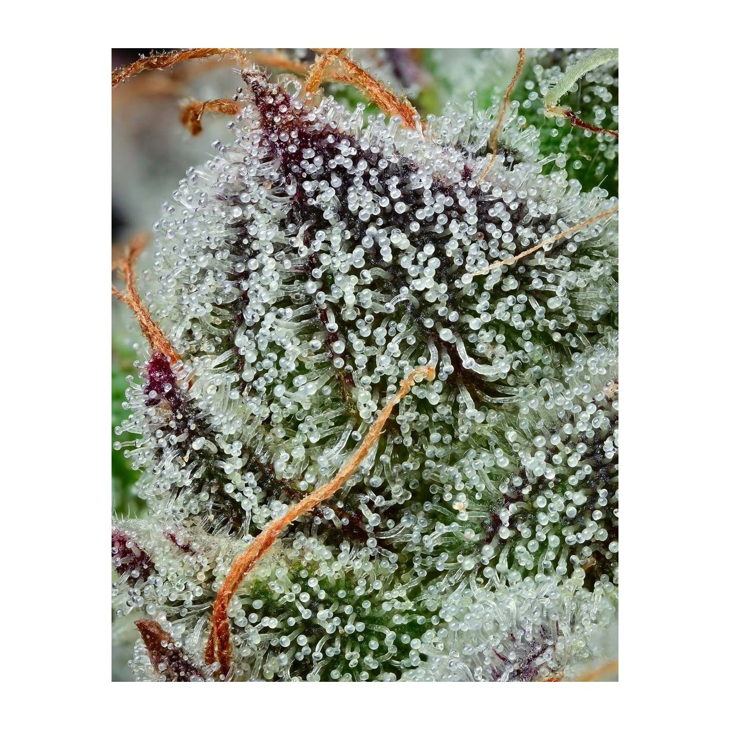 Black Cherry Gushers
