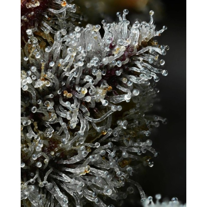 Lemon Cherry Gelato