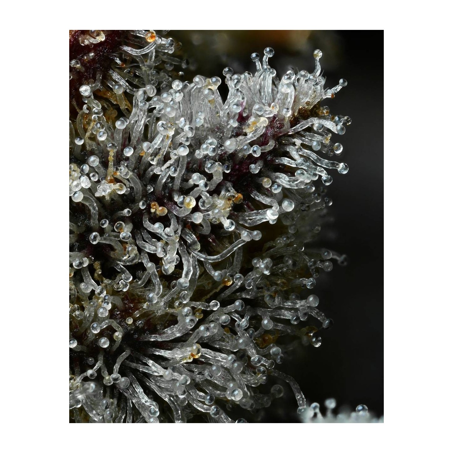 Lemon Cherry Gelato
