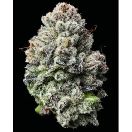 Lemon Cherry Gelato