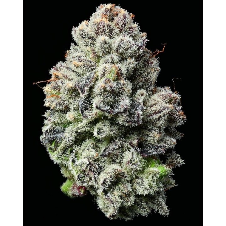 Lemon Cherry Gelato