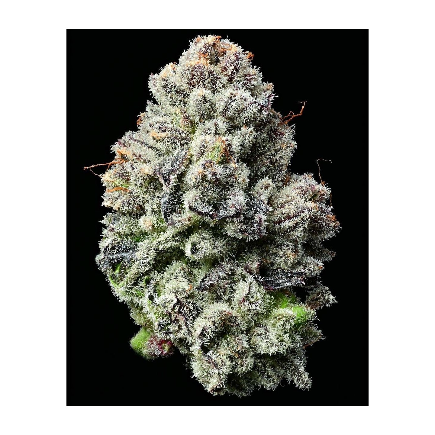 Lemon Cherry Gelato