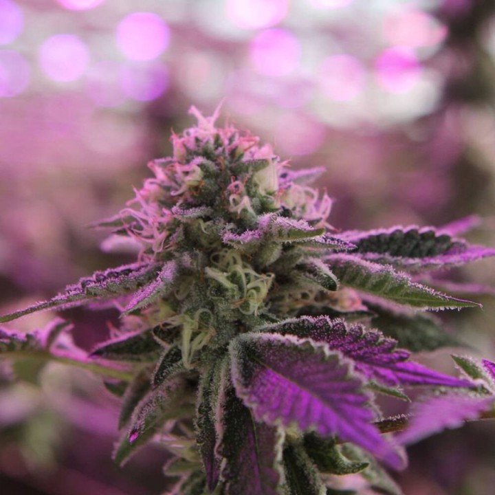 RS11 X Banana OG