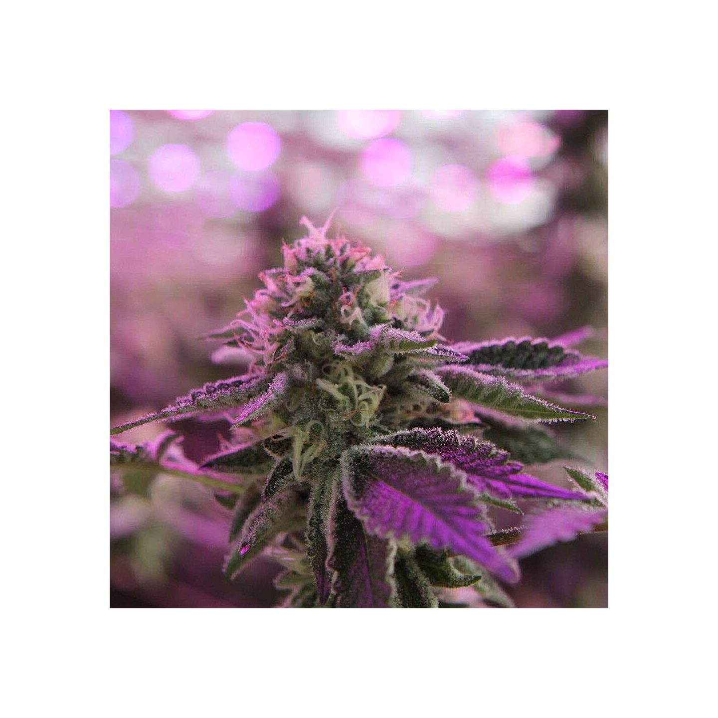 RS11 X Banana OG