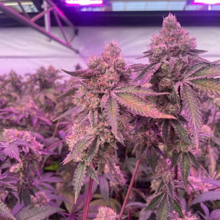 RS11 X Banana OG