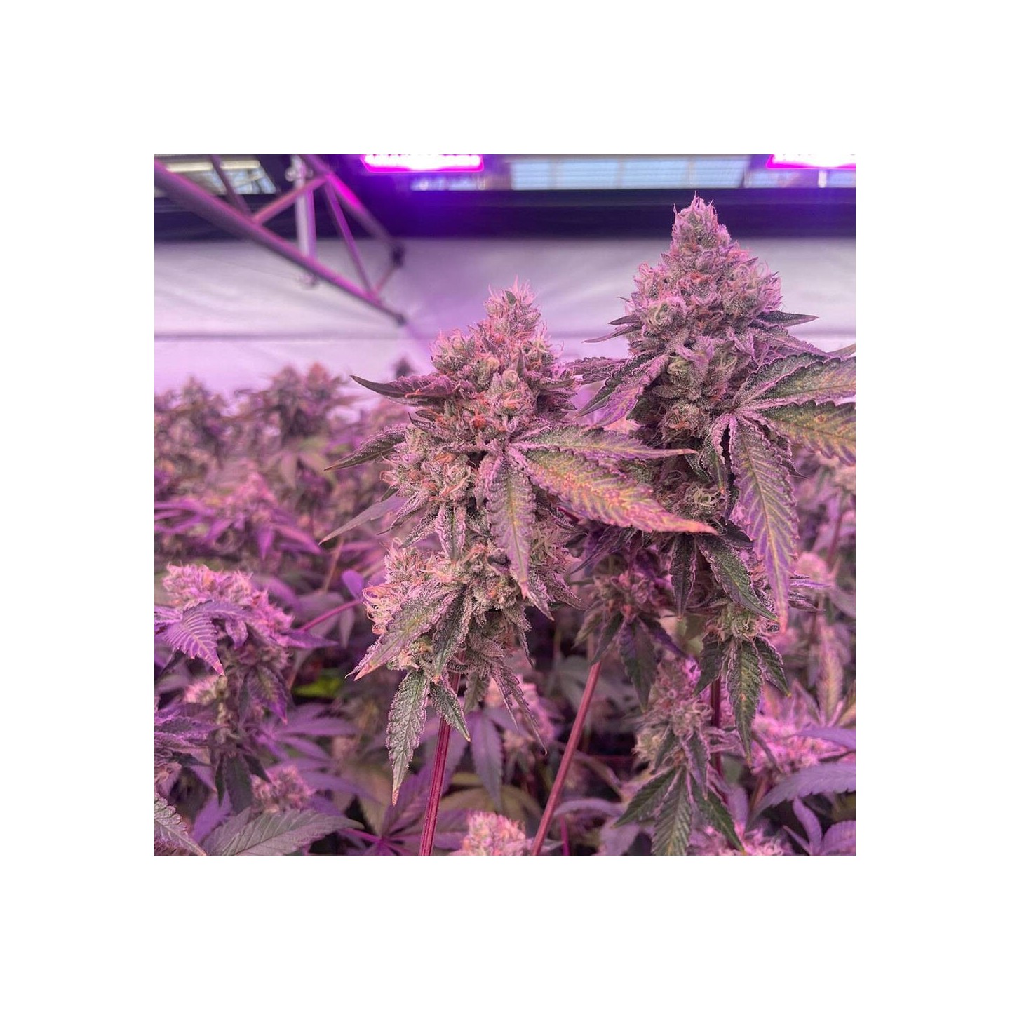 RS11 X Banana OG
