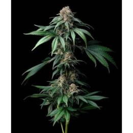 Mendo Breath