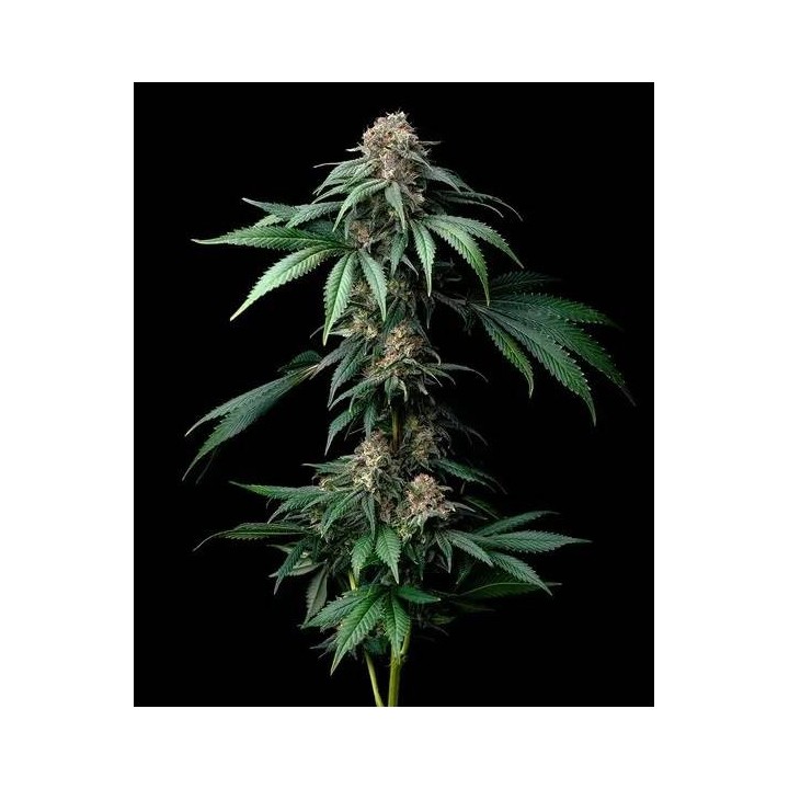 Mendo Breath