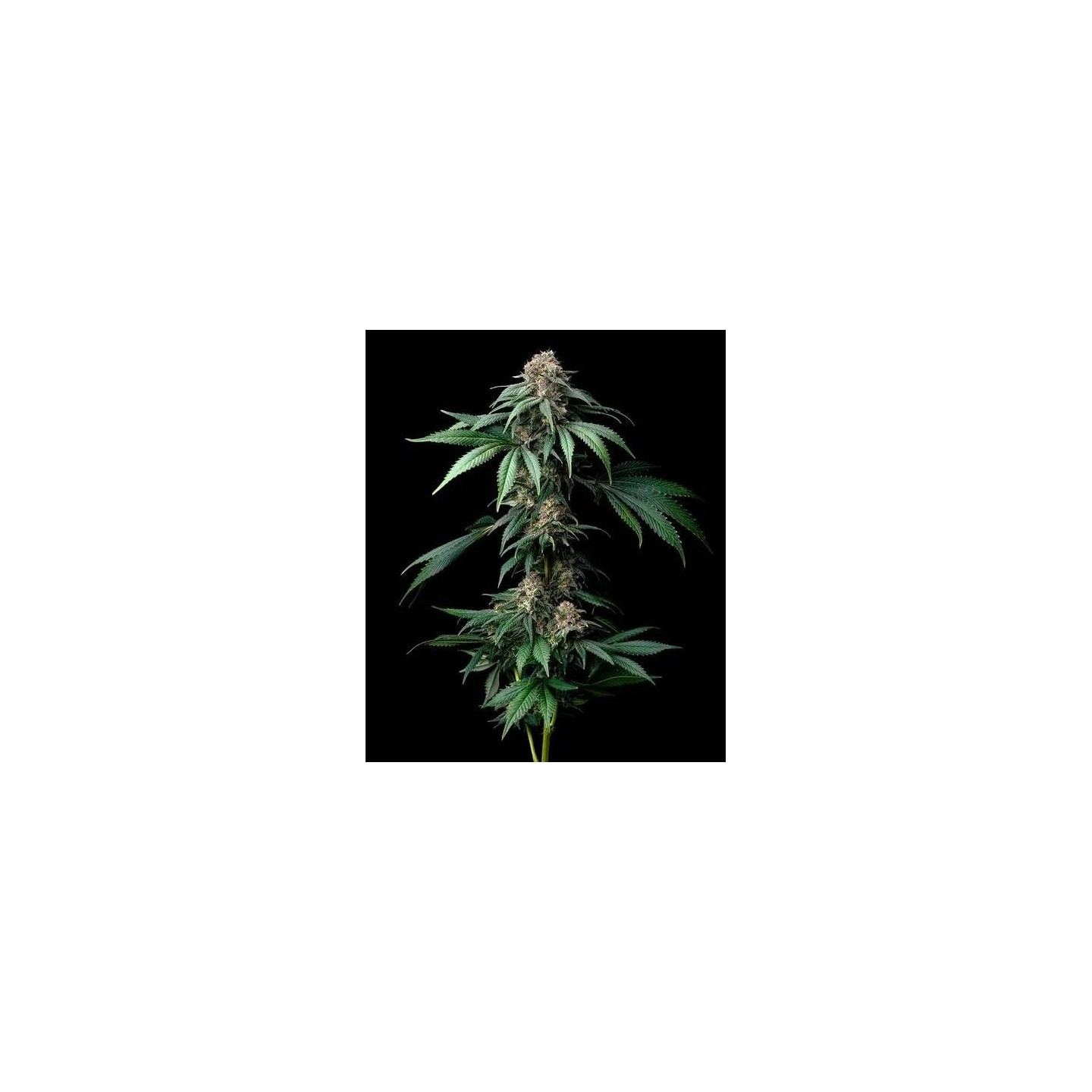 Mendo Breath