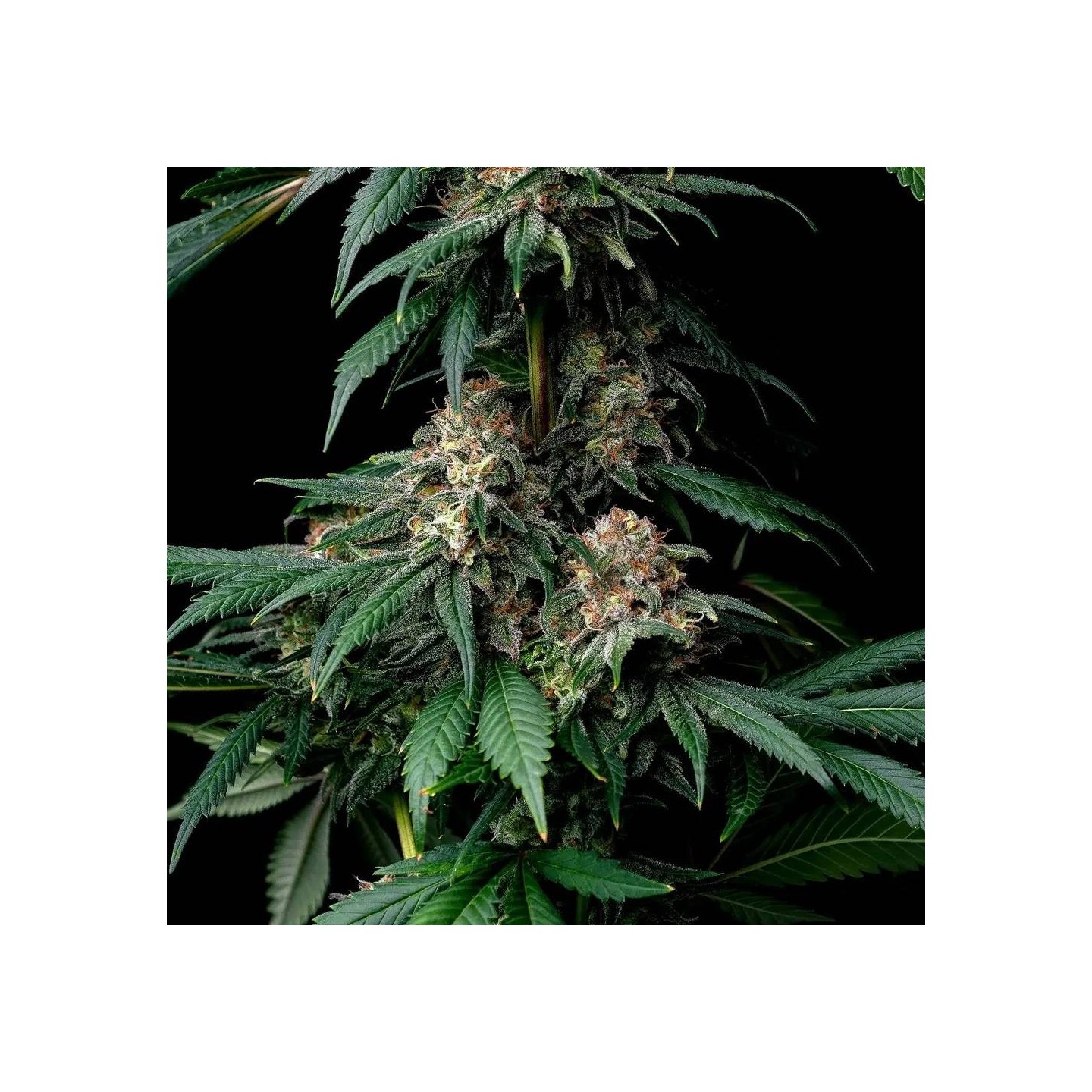 Mendo Breath