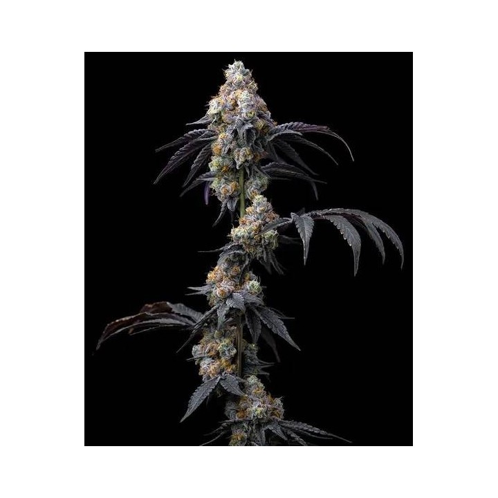 Rainbow Sherbet