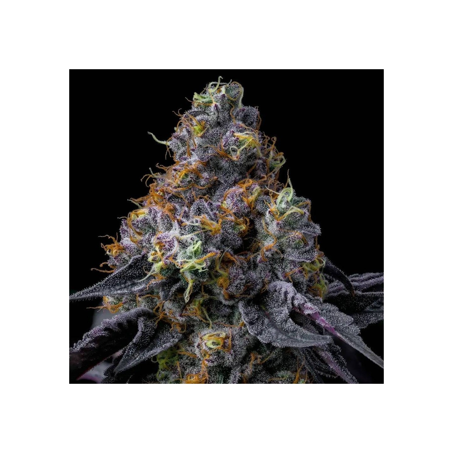 Rainbow Sherbet