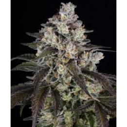 Trainwreck