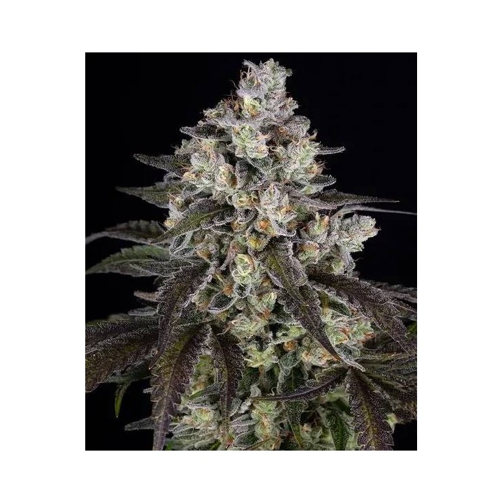 Trainwreck