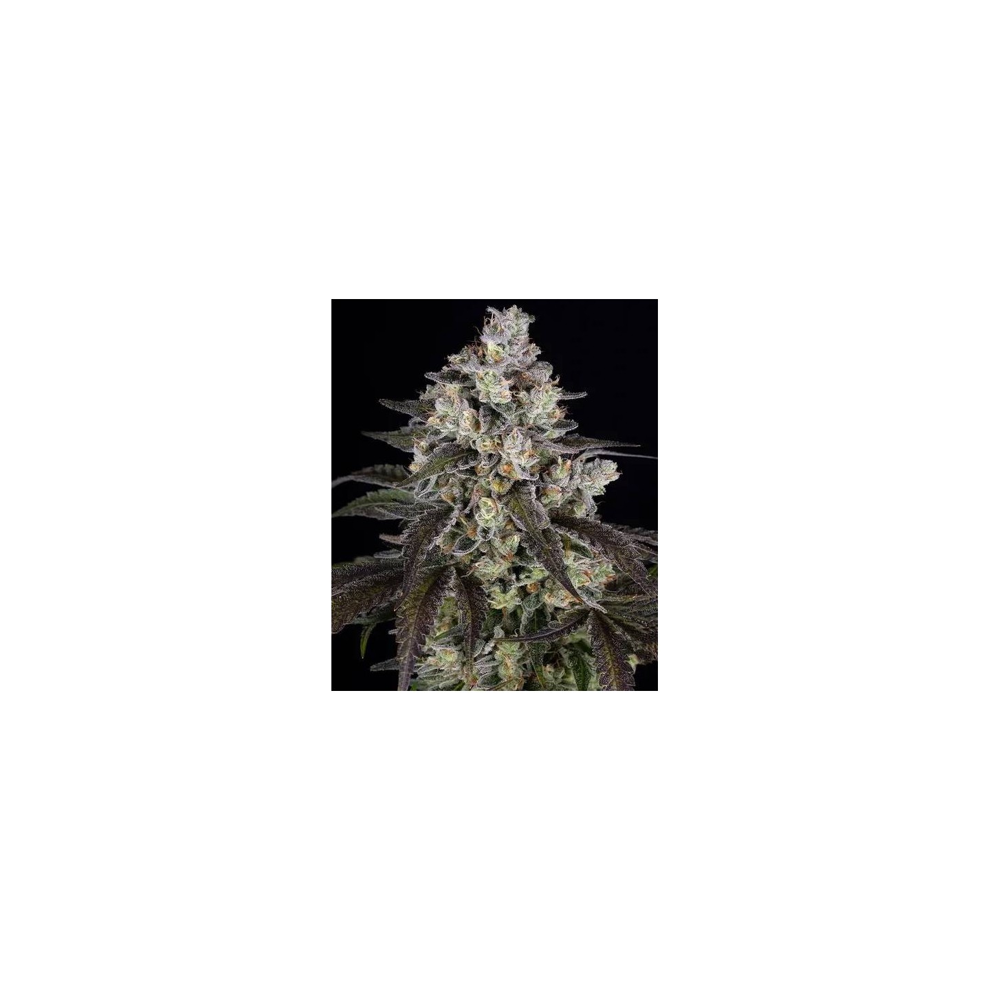 Trainwreck