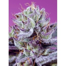 Diablo's Delight XL Auto