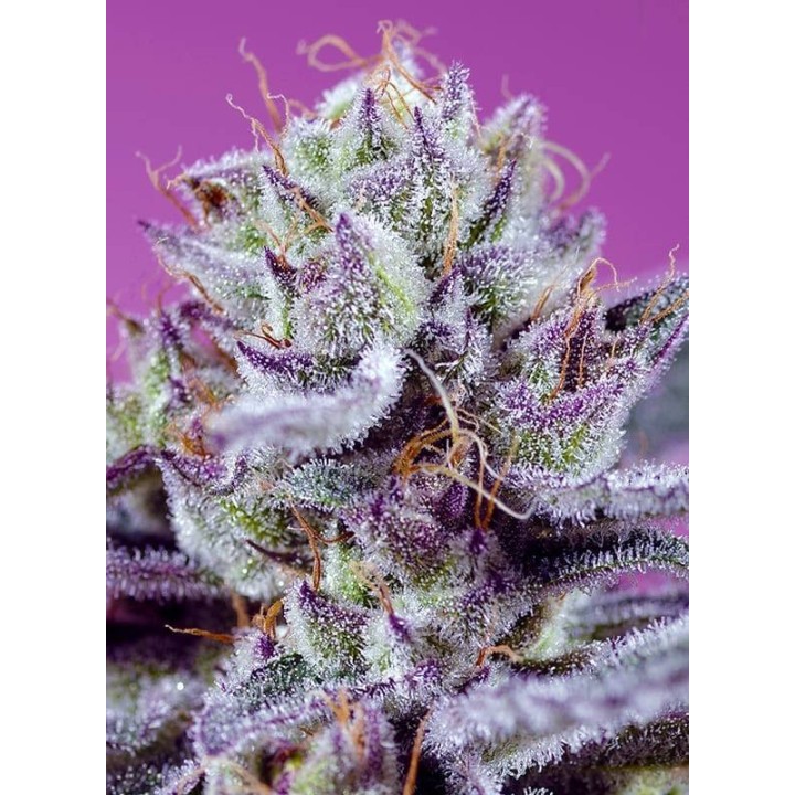 Diablo's Delight XL Auto