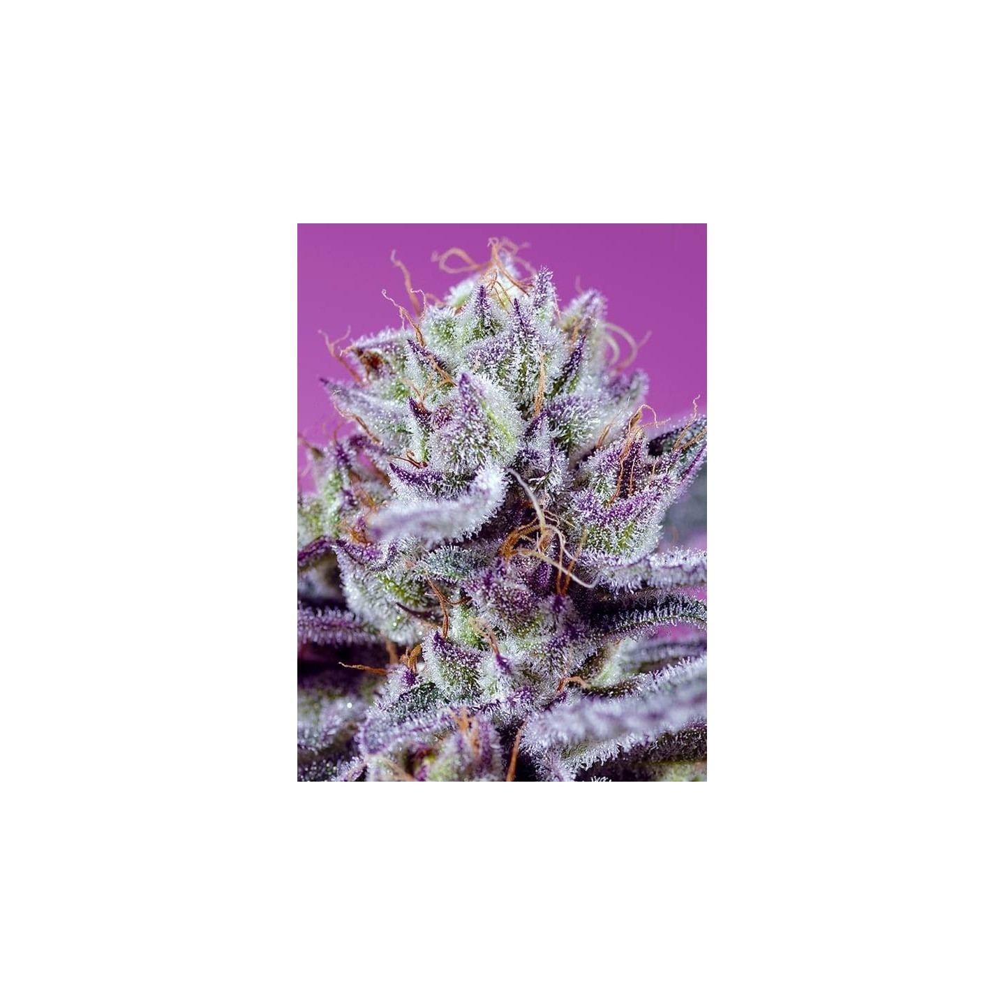 Diablo's Delight XL Auto