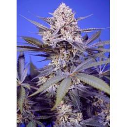 Pineapple Slush XL Auto