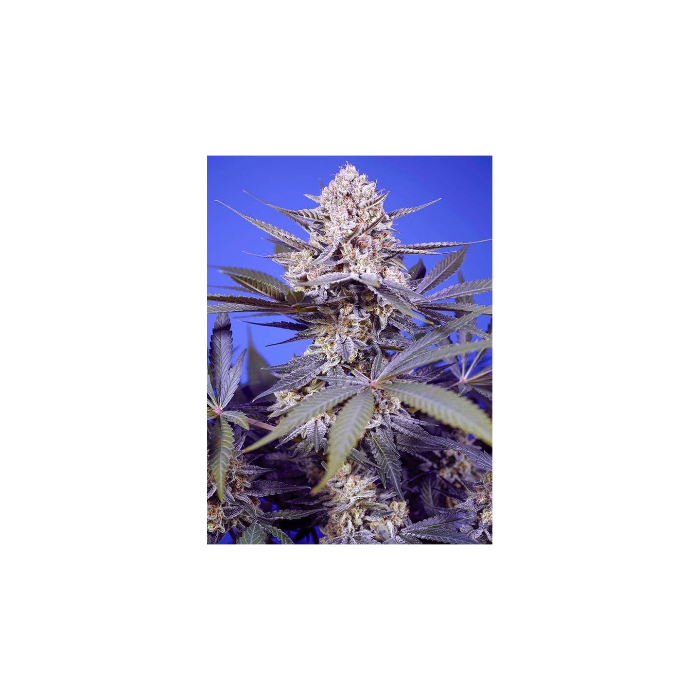 Pineapple Slush XL Auto
