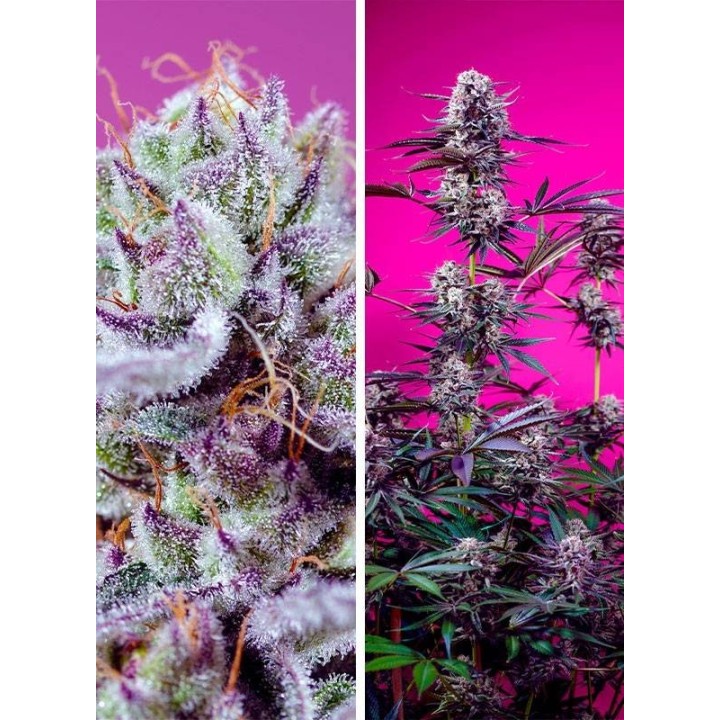 Fruity & Delicious Mix