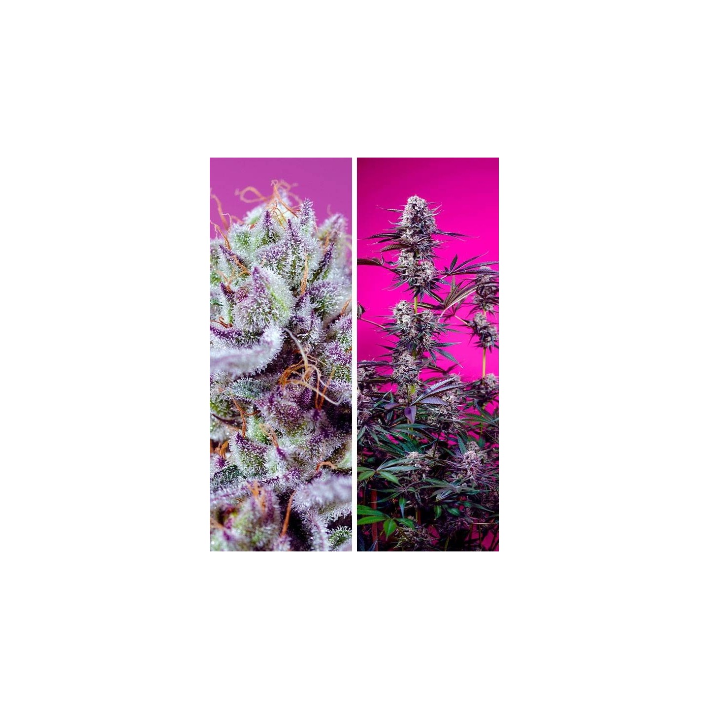 Fruity & Delicious Mix