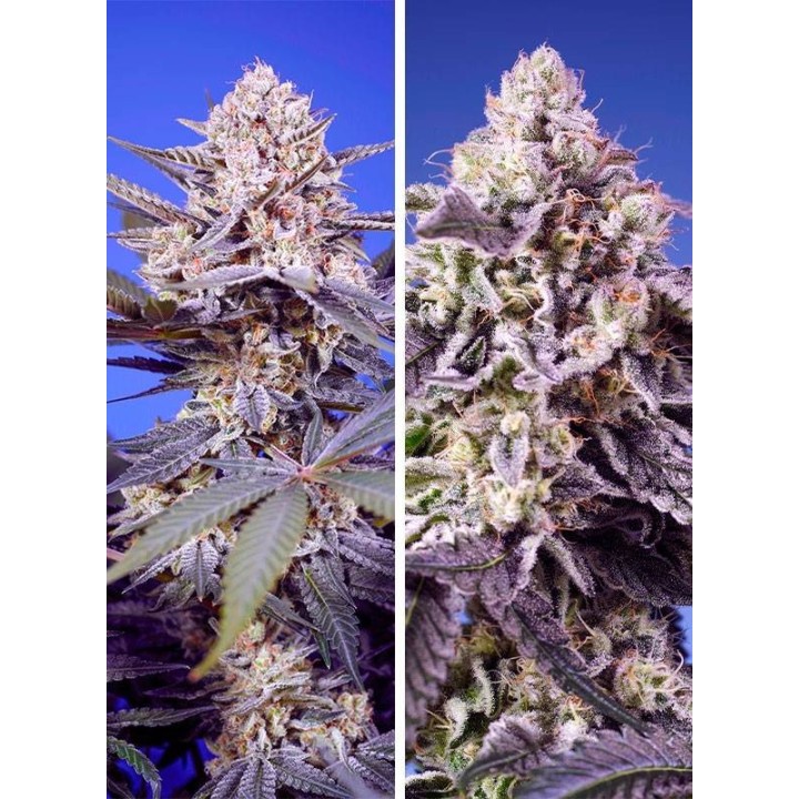 Tropical & Delicious Pack