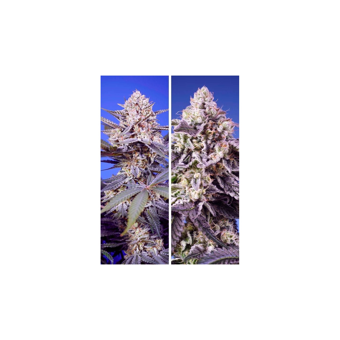 Tropical & Delicious Pack