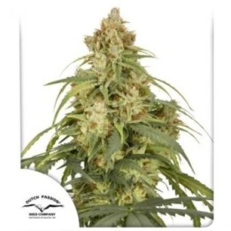 Auto CBD Victory