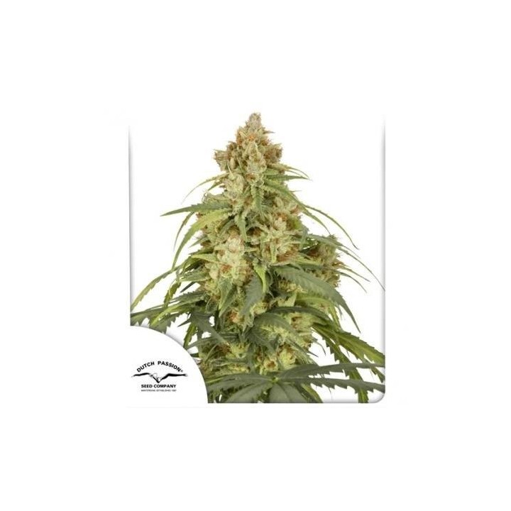 Auto CBD Victory