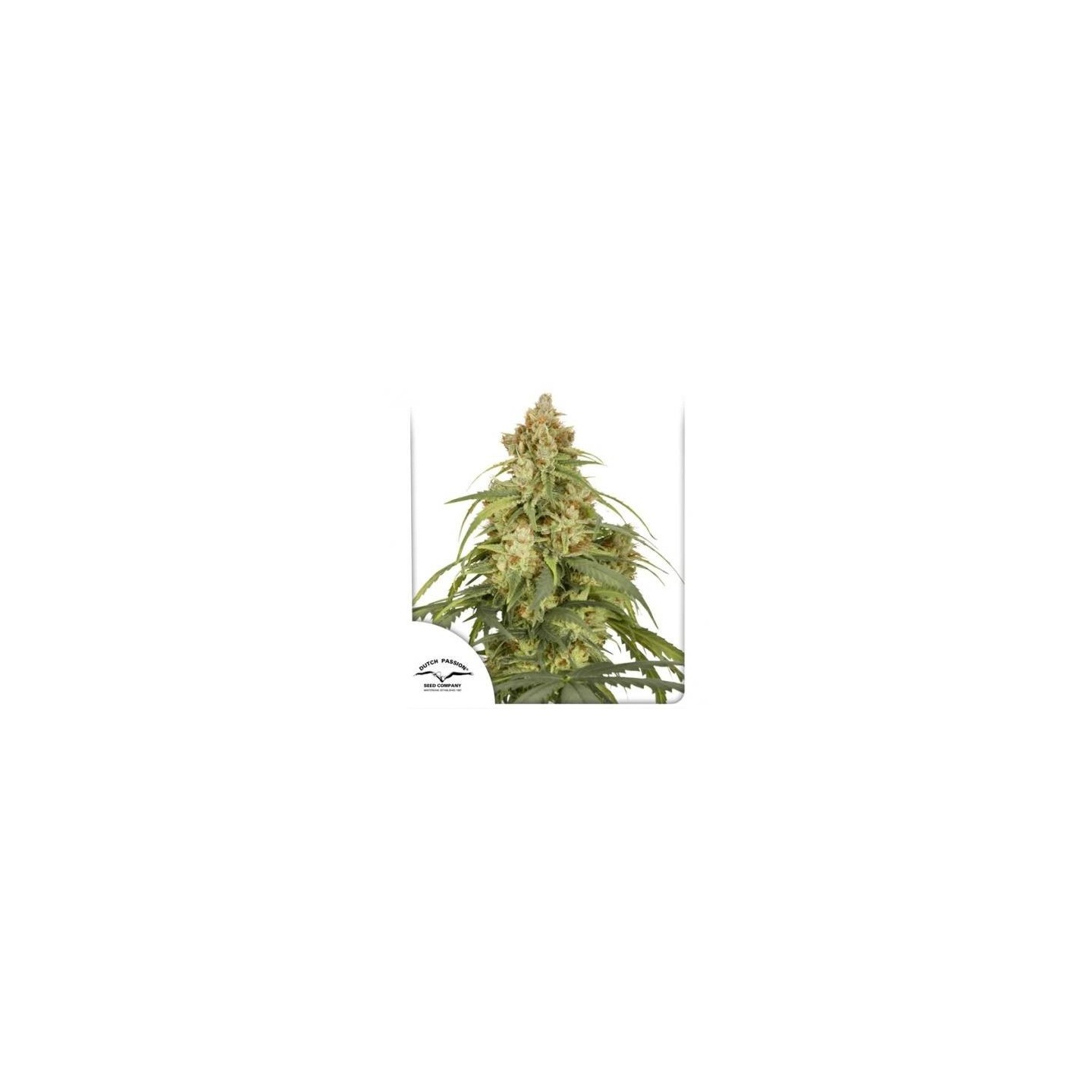 Auto CBD Victory