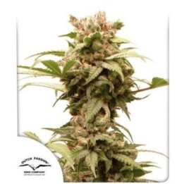 Auto CBG Force