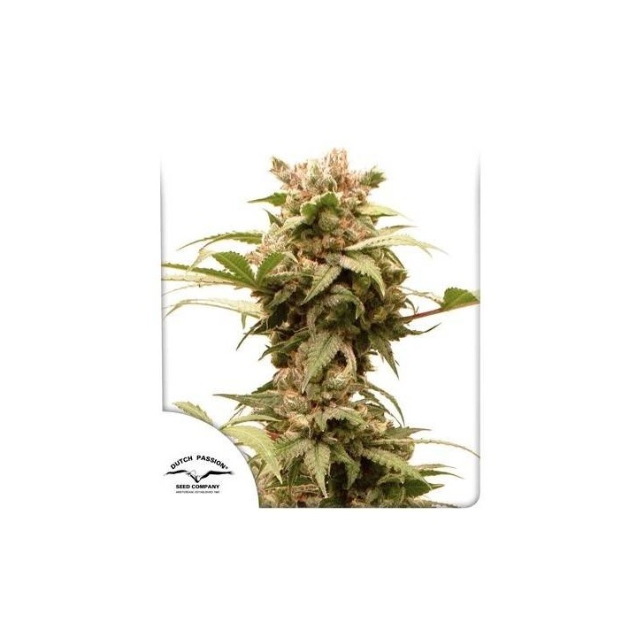 Auto CBG Force