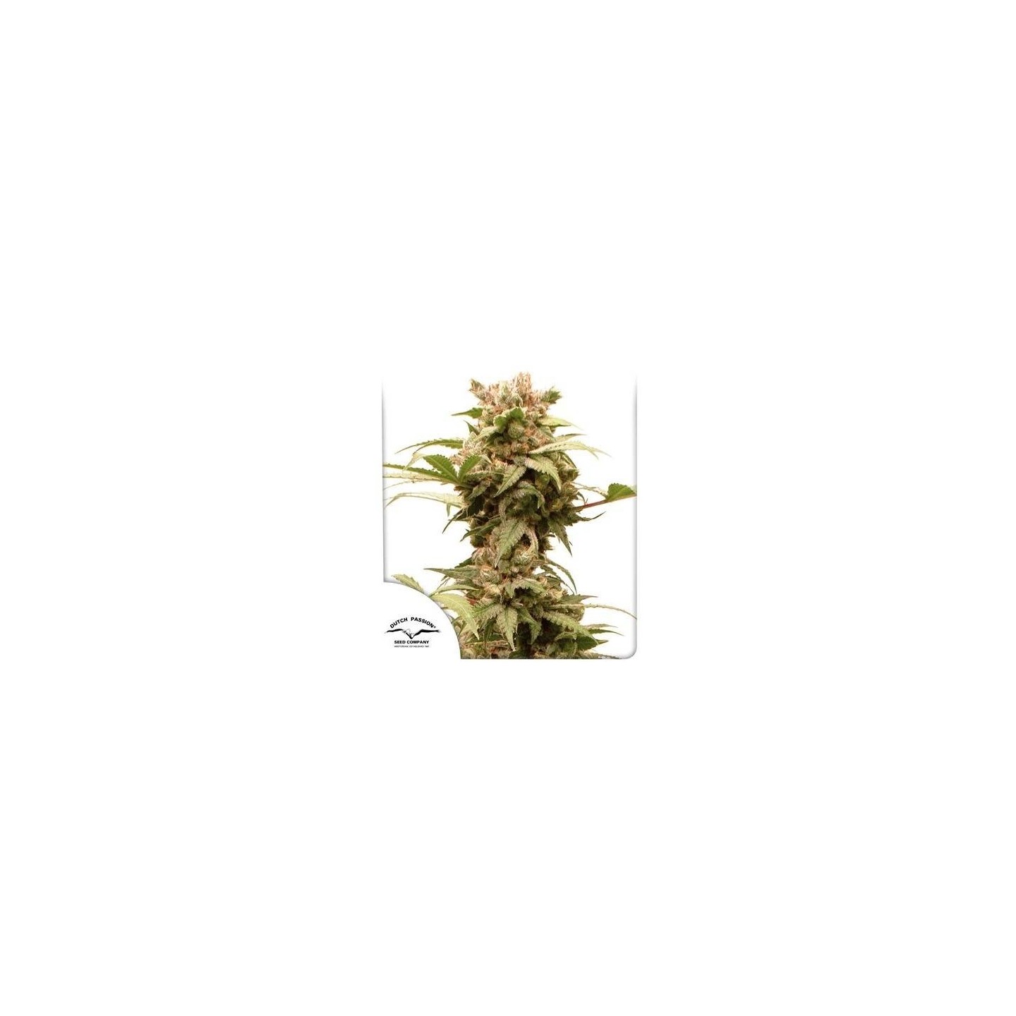 Auto CBG Force