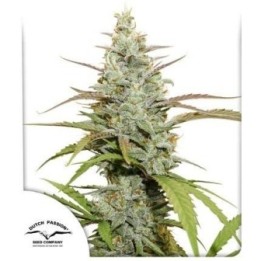 Auto Mokum’s Tulip