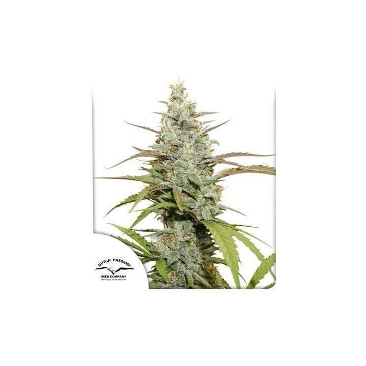 Auto Mokum’s Tulip