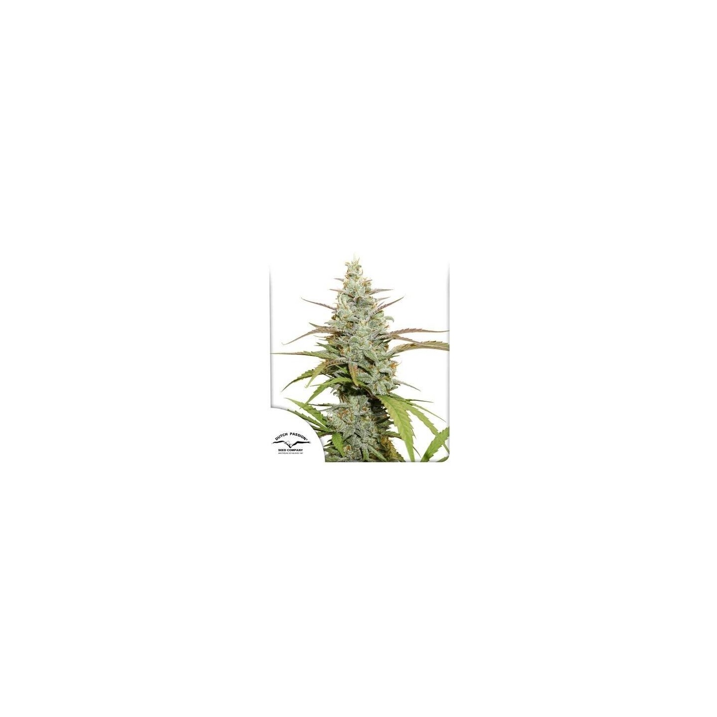 Auto Mokum’s Tulip
