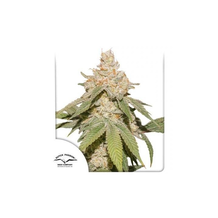 Auto SFV OG