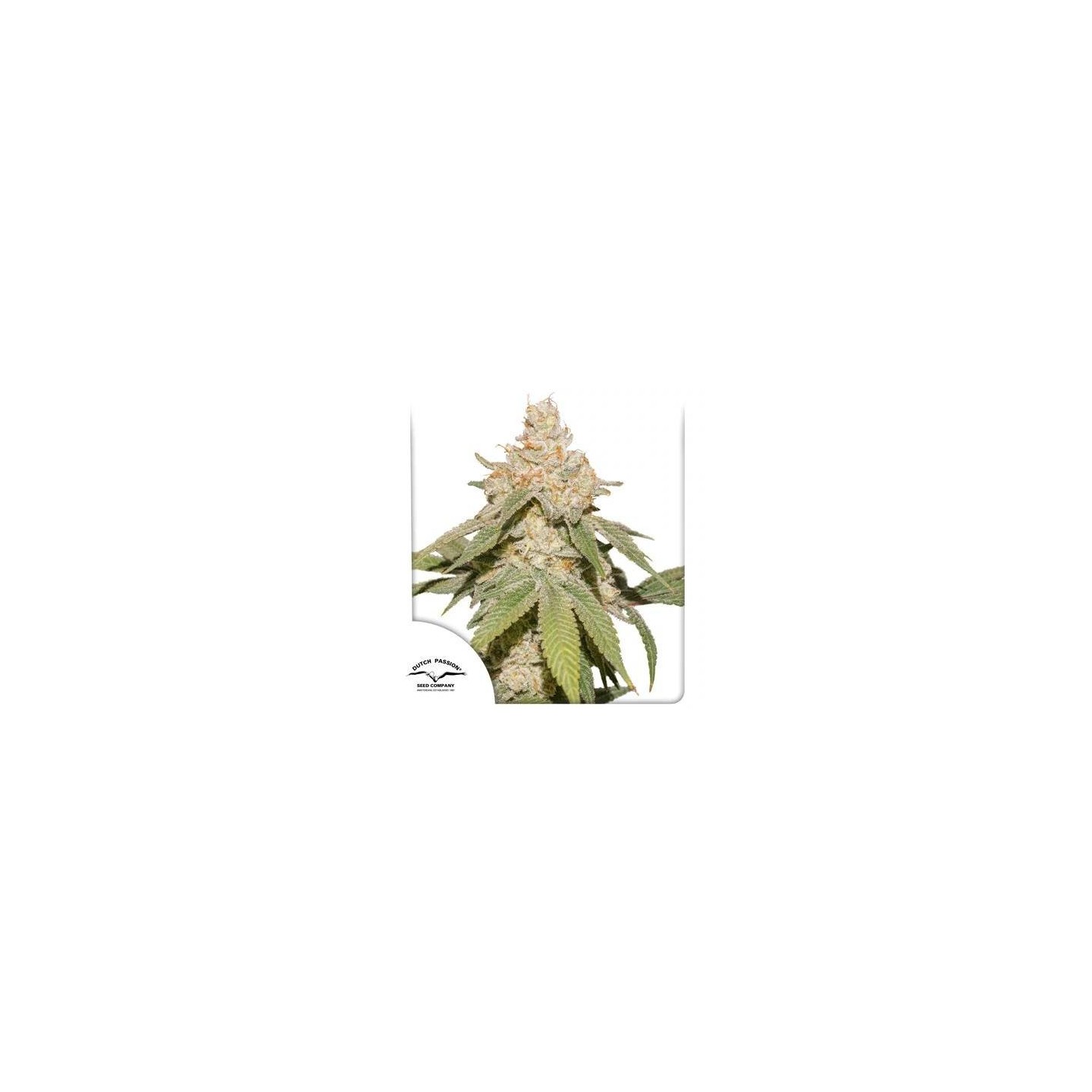 Auto SFV OG