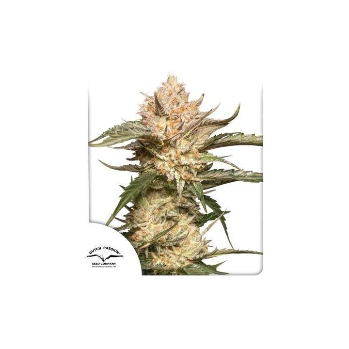 Auto Trichome & Cream